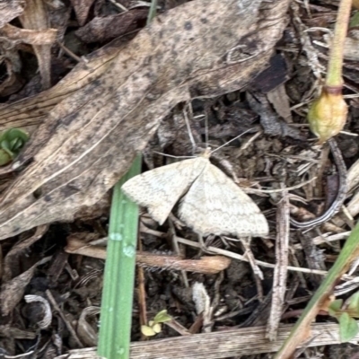 Scopula rubraria (Reddish Wave, Plantain Moth) at Kangaroo Valley, NSW - 26 Sep 2023 by lbradley