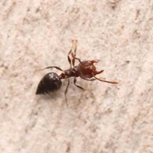 Crematogaster sp. (genus) at Bruce, ACT - 26 Sep 2023 09:39 AM