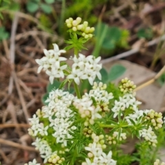 Asperula conferta at O'Malley, ACT - 27 Sep 2023