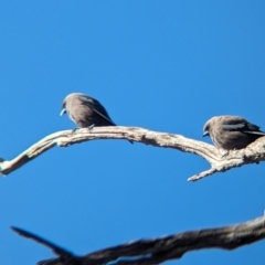 Artamus cyanopterus cyanopterus (Dusky Woodswallow) at Gelston Park, NSW - 24 Sep 2023 by Darcy