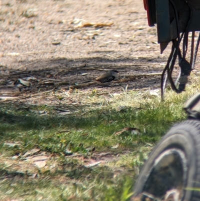 Stagonopleura guttata (Diamond Firetail) at Gelston Park, NSW - 25 Sep 2023 by Darcy