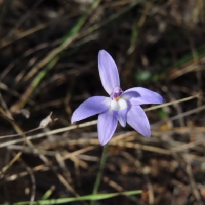 Glossodia major (Wax Lip Orchid) at Canberra Central, ACT - 25 Sep 2023 by MatthewFrawley