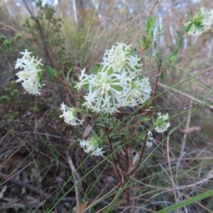 Pimelea linifolia subsp. linifolia at Canberra Central, ACT - 25 Sep 2023