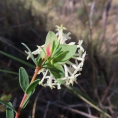 Pimelea linifolia subsp. linifolia at Canberra Central, ACT - 25 Sep 2023