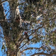 Callocephalon fimbriatum (Gang-gang Cockatoo) at Albury, NSW - 26 Sep 2023 by Darcy