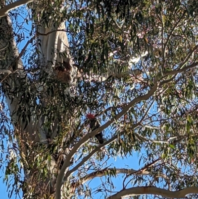 Callocephalon fimbriatum (Gang-gang Cockatoo) at Albury, NSW - 26 Sep 2023 by Darcy