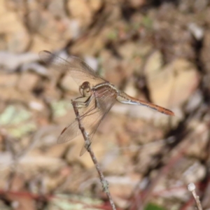 Diplacodes bipunctata at Black Mountain - 25 Sep 2023 02:13 PM