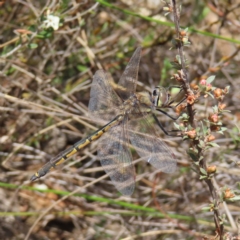 Hemicordulia tau (Tau Emerald) at Canberra Central, ACT - 25 Sep 2023 by MatthewFrawley