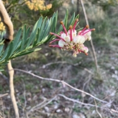 Grevillea sp. (Grevillea) at Hackett, ACT - 26 Sep 2023 by waltraud