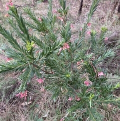 Grevillea sp. at Hackett, ACT - 26 Sep 2023 05:30 PM