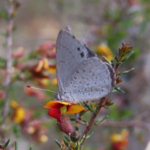 Erina hyacinthina at Canberra Central, ACT - 25 Sep 2023