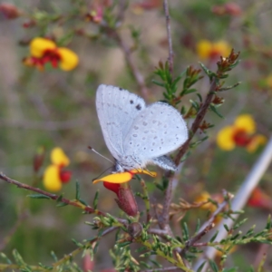 Erina hyacinthina at Canberra Central, ACT - 25 Sep 2023