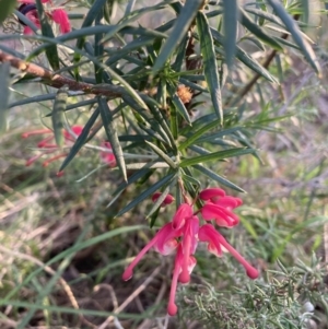 Grevillea sp. at Hackett, ACT - 26 Sep 2023