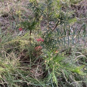 Grevillea sp. at Hackett, ACT - 26 Sep 2023