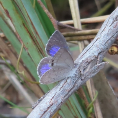 Erina hyacinthina (Varied Dusky-blue) at Canberra Central, ACT - 25 Sep 2023 by MatthewFrawley