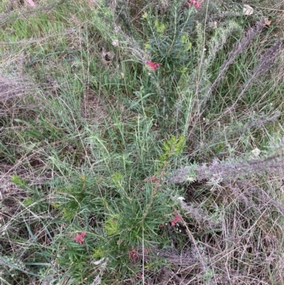 Grevillea sp. (Grevillea) at Hackett, ACT - 26 Sep 2023 by waltraud