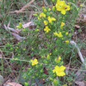 Hibbertia calycina at Canberra Central, ACT - 25 Sep 2023 02:41 PM