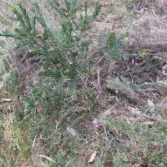 Grevillea sp. (Grevillea) at Hackett, ACT - 26 Sep 2023 by waltraud