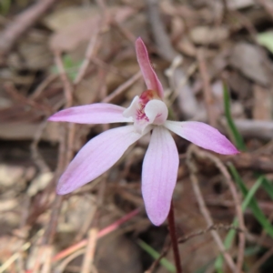 Caladenia fuscata at Canberra Central, ACT - suppressed