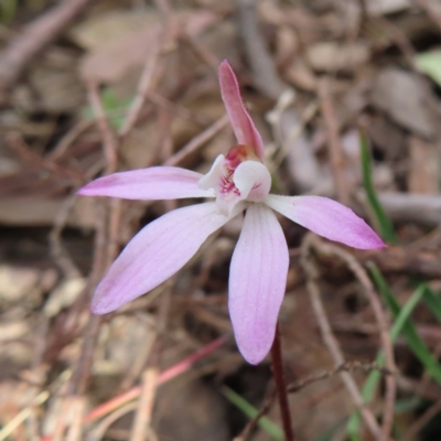 Caladenia fuscata (Dusky Fingers) at Canberra Central, ACT - 25 Sep 2023 by MatthewFrawley