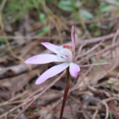 Caladenia fuscata at Canberra Central, ACT - 25 Sep 2023