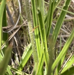 Plantago gaudichaudii (Narrow Plantain) at Harrison, ACT - 27 Sep 2023 by JVR