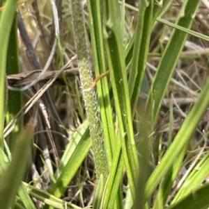 Plantago gaudichaudii at Harrison, ACT - 27 Sep 2023 10:36 AM