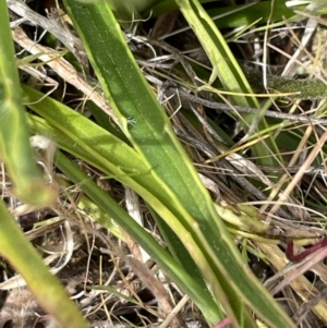 Plantago gaudichaudii at Harrison, ACT - 27 Sep 2023 10:36 AM