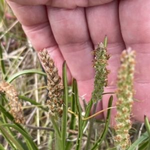 Plantago gaudichaudii at Harrison, ACT - 27 Sep 2023 10:36 AM