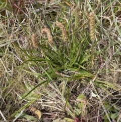 Plantago gaudichaudii at Harrison, ACT - 27 Sep 2023 10:36 AM