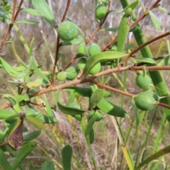 Persoonia rigida (Hairy Geebung) at Canberra Central, ACT - 25 Sep 2023 by MatthewFrawley