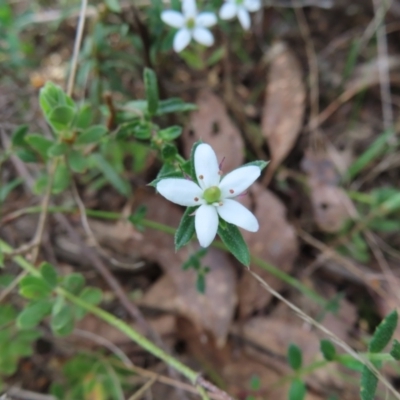 Rhytidosporum procumbens (White Marianth) at Canberra Central, ACT - 25 Sep 2023 by MatthewFrawley