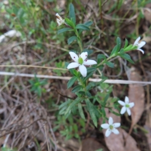 Rhytidosporum procumbens at Canberra Central, ACT - 25 Sep 2023 02:50 PM