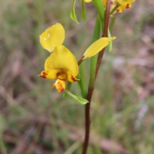 Diuris nigromontana at Canberra Central, ACT - 25 Sep 2023