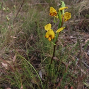 Diuris nigromontana at Canberra Central, ACT - 25 Sep 2023