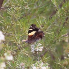 Vanessa itea at Canberra Central, ACT - 25 Sep 2023