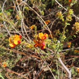 Pultenaea procumbens at Canberra Central, ACT - 25 Sep 2023