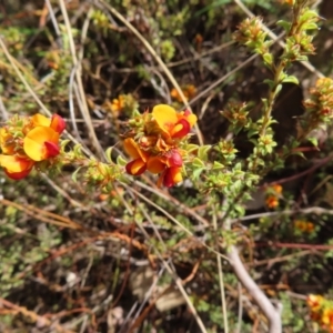 Pultenaea procumbens at Canberra Central, ACT - 25 Sep 2023 03:02 PM