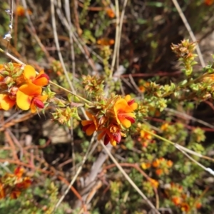 Pultenaea procumbens at Canberra Central, ACT - 25 Sep 2023 03:02 PM