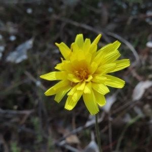 Microseris walteri at Canberra Central, ACT - 25 Sep 2023