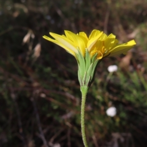 Microseris walteri at Canberra Central, ACT - 25 Sep 2023