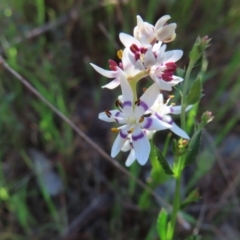 Wurmbea dioica subsp. dioica (Early Nancy) at Canberra Central, ACT - 25 Sep 2023 by MatthewFrawley