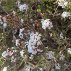 Leucopogon virgatus at Canberra Central, ACT - 25 Sep 2023