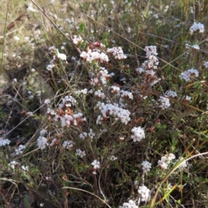 Leucopogon virgatus at Canberra Central, ACT - 25 Sep 2023