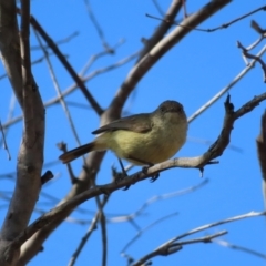 Acanthiza reguloides (Buff-rumped Thornbill) at Canberra Central, ACT - 25 Sep 2023 by MatthewFrawley