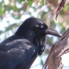 Corvus coronoides (Australian Raven) at Canberra Central, ACT - 25 Sep 2023 by MatthewFrawley