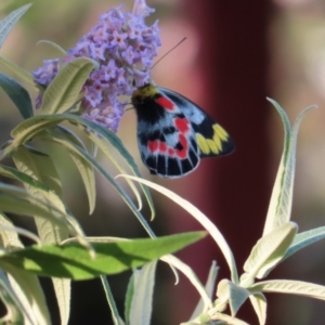 Delias harpalyce at Braidwood, NSW - 25 Sep 2023 04:56 PM