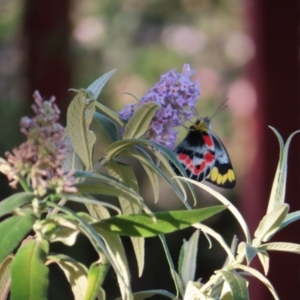 Delias harpalyce at Braidwood, NSW - 25 Sep 2023 04:56 PM