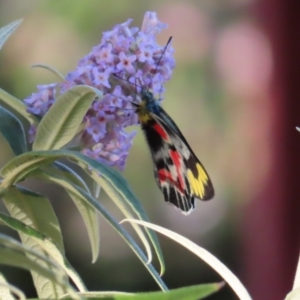 Delias harpalyce at Braidwood, NSW - 25 Sep 2023 04:56 PM