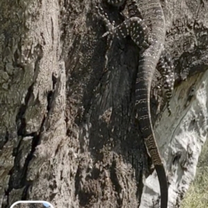 Varanus varius at Burrinjuck, NSW - 27 Sep 2023